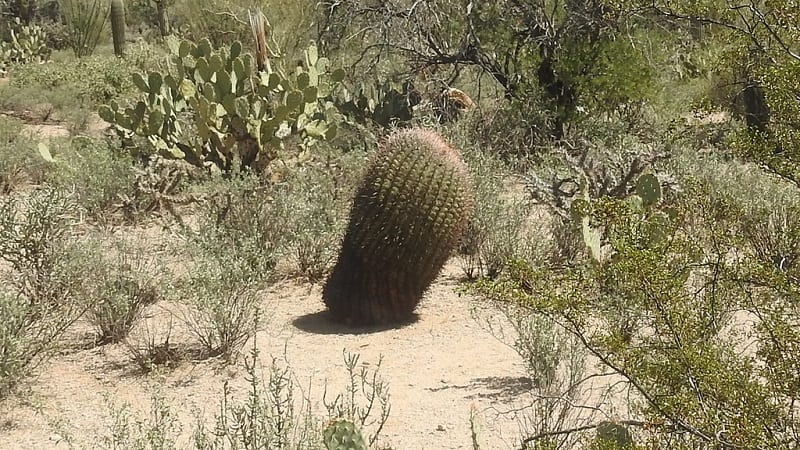 why is my cactus falling over