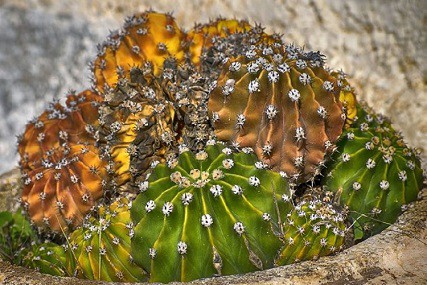 yellow cactus troubles? discover proven strategies to restore its luster