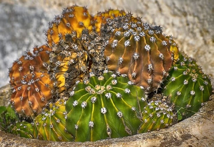 why is my cactus turning yellow