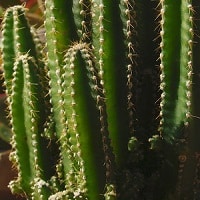 Acanthocereus tetragonus 1