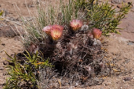 austrocactus gracilis