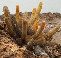 brachycereus nesioticus lave cactus