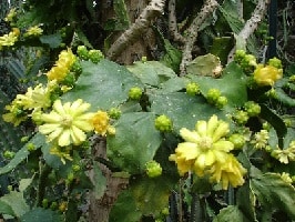 brasiliopuntia brasiliensis