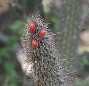 cleistocactus baumannii