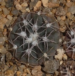 gymnocalycium albiareolatum