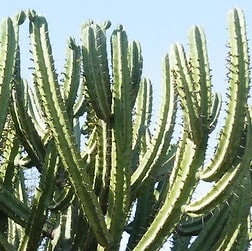myrtillocactus geometrizans