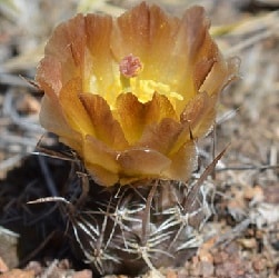 pterocactus australis
