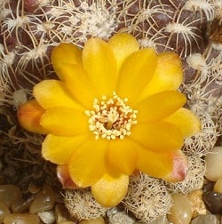 rebutia breviflora