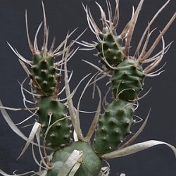 Tephrocactus articulatus