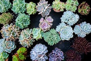 13 Best Places to Buy Succulents Online in 2025 | Succulent Alley
