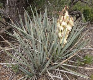 Datil Yucca 25 Desert Plants You Should Know About | Succulent Alley