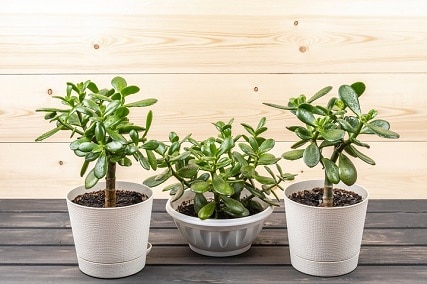 3 best pots for jade plants [2023 edition]