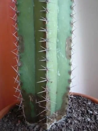 brune pletter på kaktus plante
