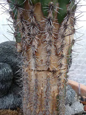 kaktus balící