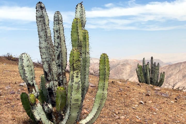 how do you fertilize cactus