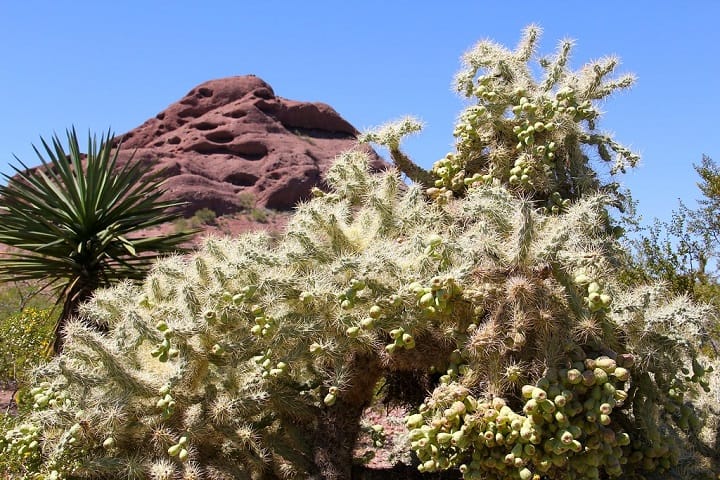 cactus that shoot needles 1