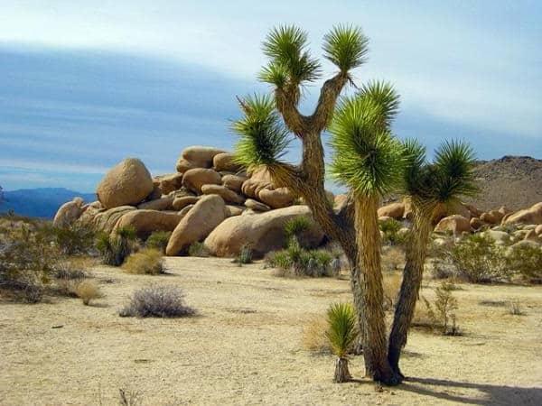 desert plants