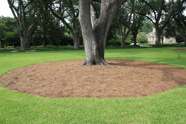 do pine needles make good mulch