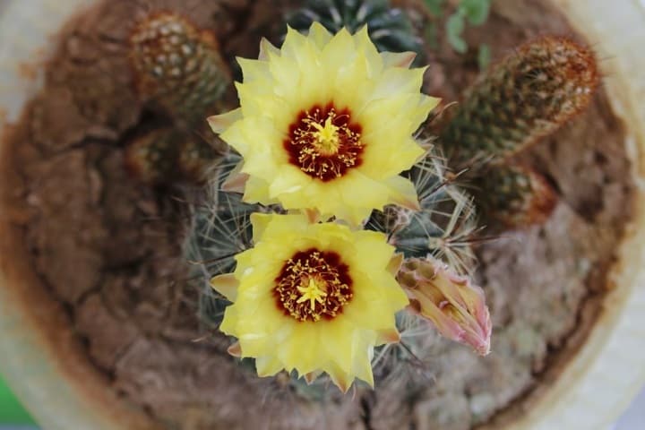 fertilizer for flowering cactus