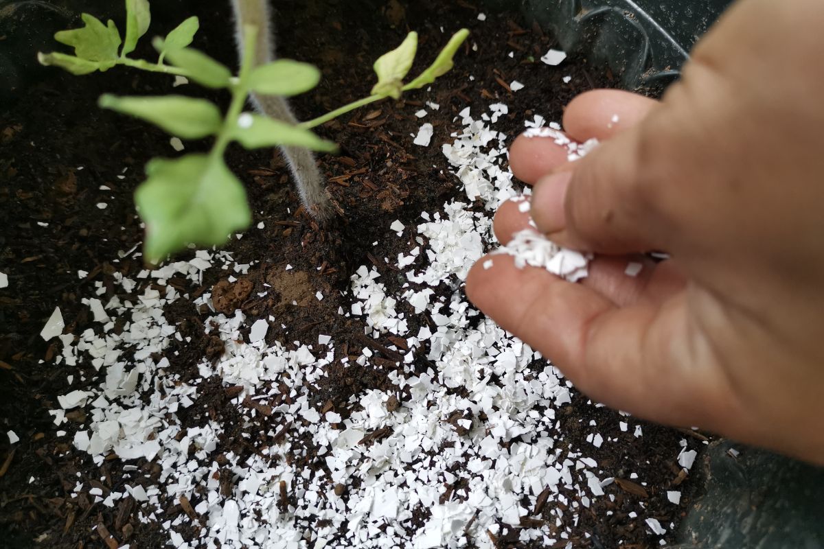 How to Use Eggshells to Feed Your Succulents and Cacti Succulent Alley