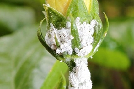 how to kill mealybugs in 4 ways without killing your plants