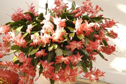how to start a christmas cactus successfully in 10 minutes