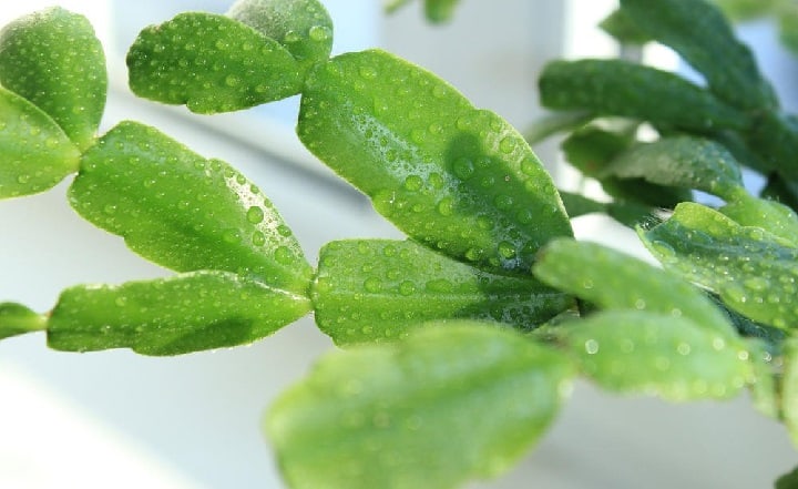 how to start a christmas cactus from leaf cuttings