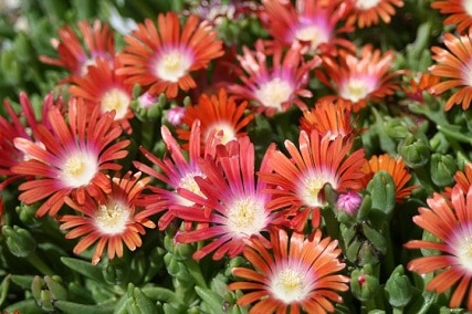 ice plant care in winter