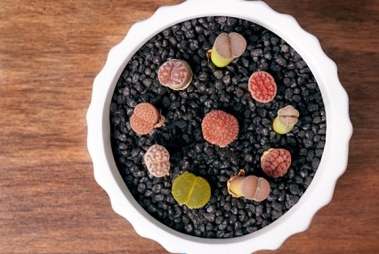 Lithops Life Cycle, Characteristics and Care