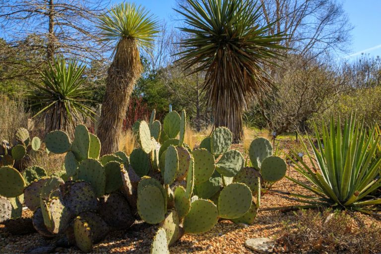25 desert plants you should know about