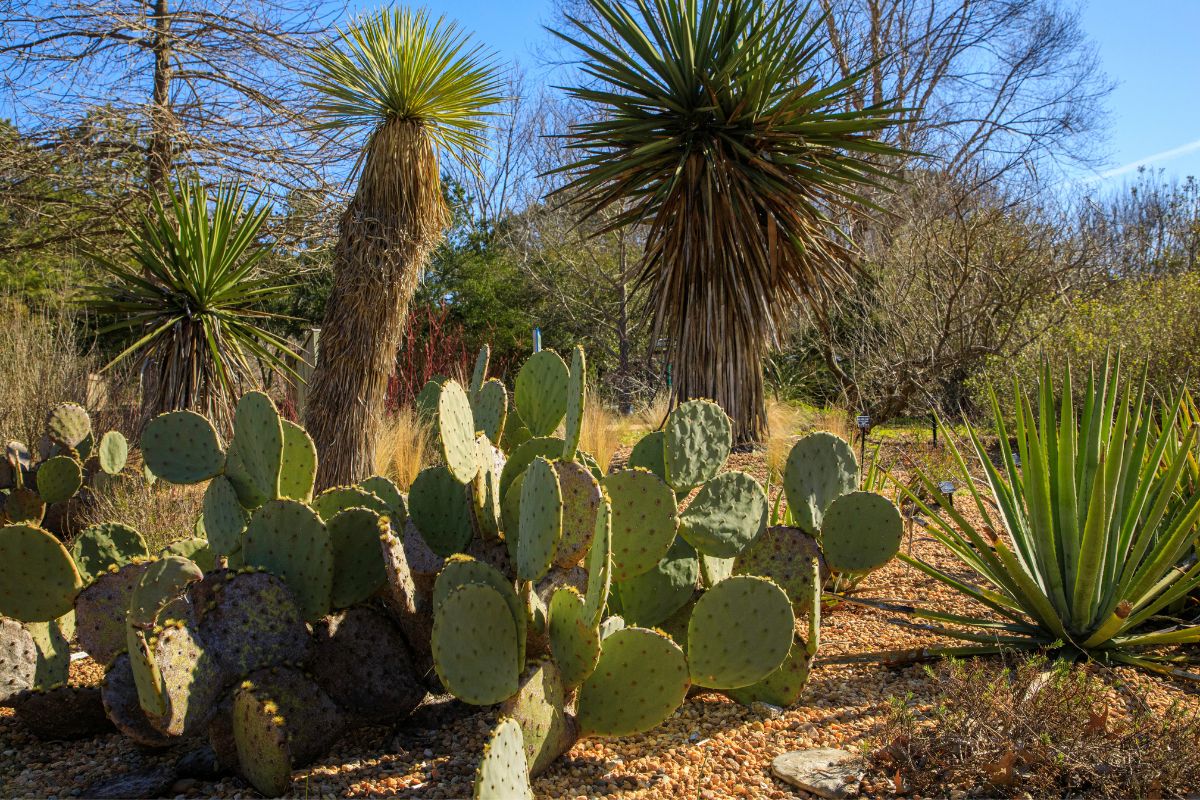 Which Type Of Plants Grow In The Desert at Lawrence Davis blog