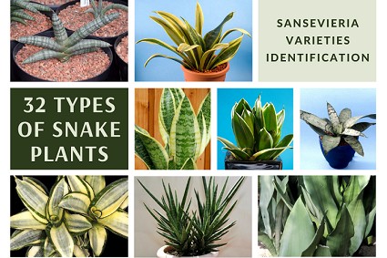 32 types of snake plant: sansevieria varieties identification [with pictures]