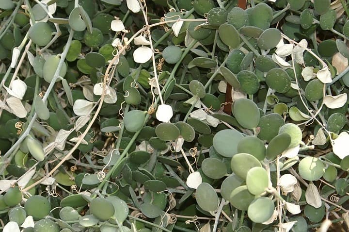 string of coins plant