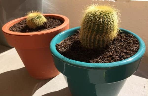 transplanting cactus house plants