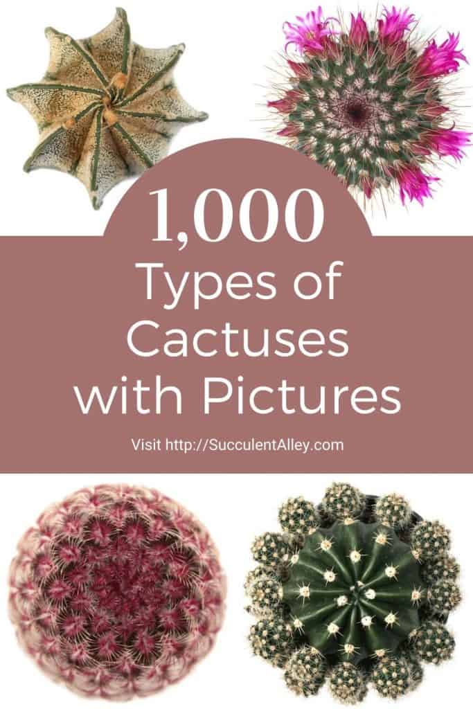 types of cactuses with pictures
