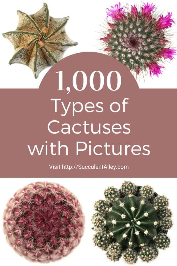 1,000 Types of Cactuses with Pictures [Cactus Identification ...