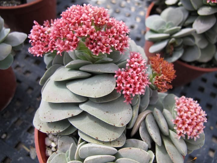 crassula morgans beauty 1