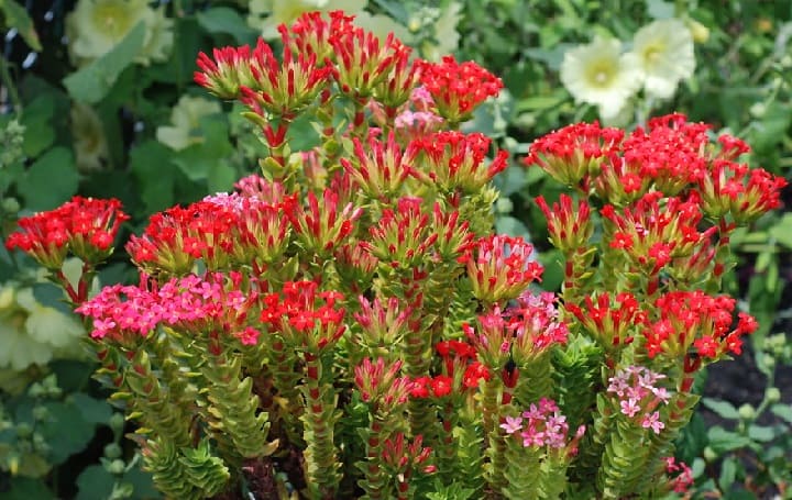 crassula coccinea 1