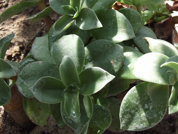 crassula lactea