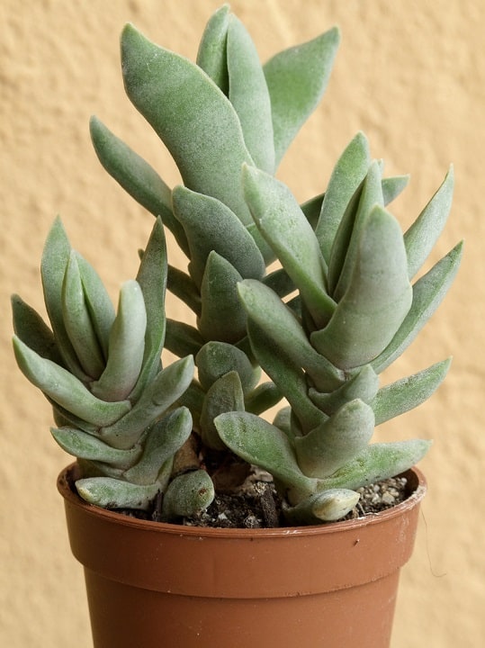 crassula perfoliata