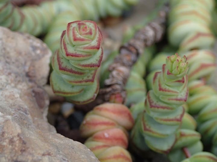 crassula rupestris