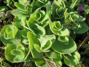 Frog Belly Plant 101: Everything You Need to Know | Succulent Alley