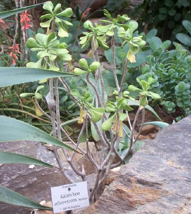 kalanchoe arborescens 1