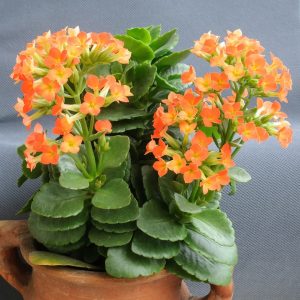 40 Different Kalanchoe Varieties with Pictures | Succulent Alley