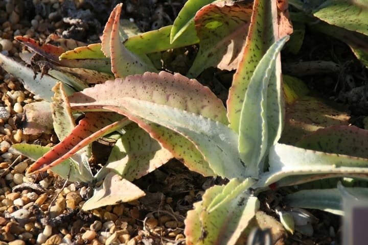 kalanchoe gastonis bonnieri 1