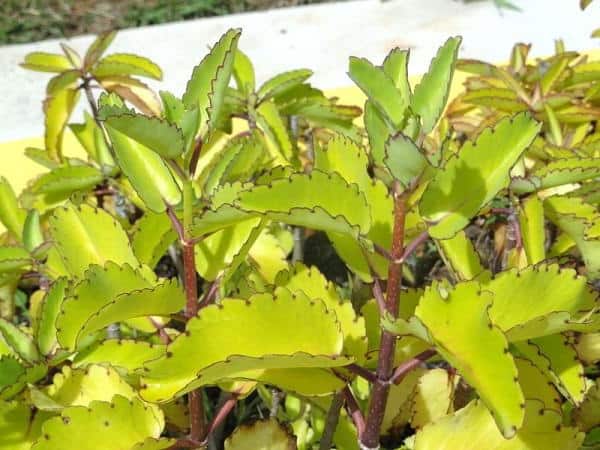 kalanchoe pinnata 1