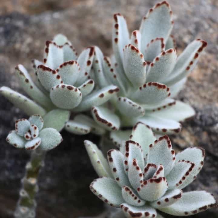 kalanchoe tomentosa 1