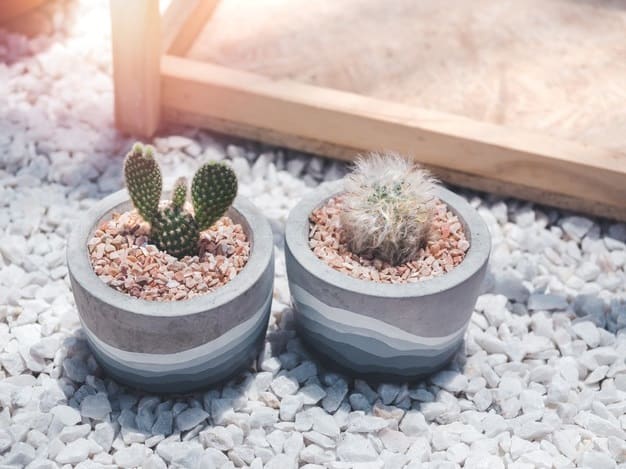 cactus pots