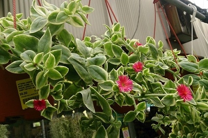 cat’s tongue plant: aptenia cordifolia variegata care