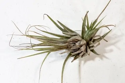 Do These 3 Things to Save a Dehydrated Air Plant